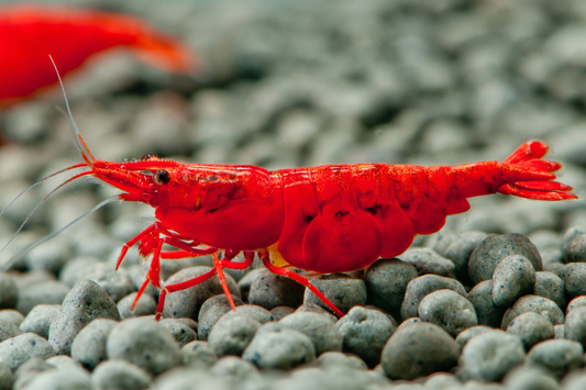 Fire Red