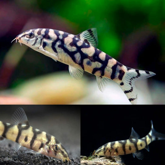 PAKISTANI LOACH