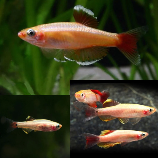 WHITE CLOUD ALBINO
