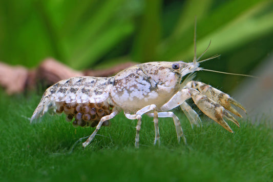 SWAMP DWARF LOBSTER