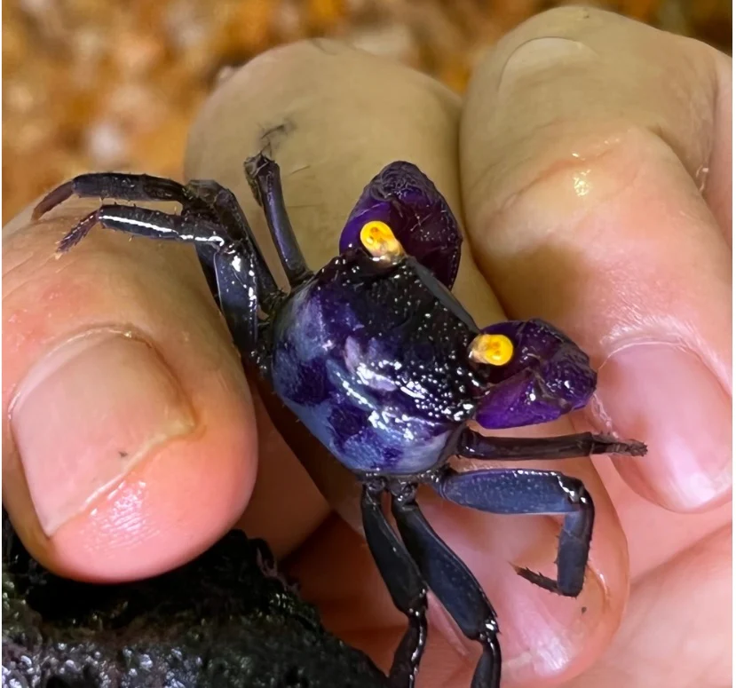 PURPLE ARM VAMPIRE CRAB