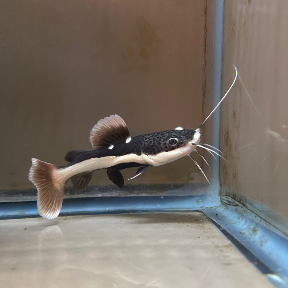 RED TAIL CATFISH