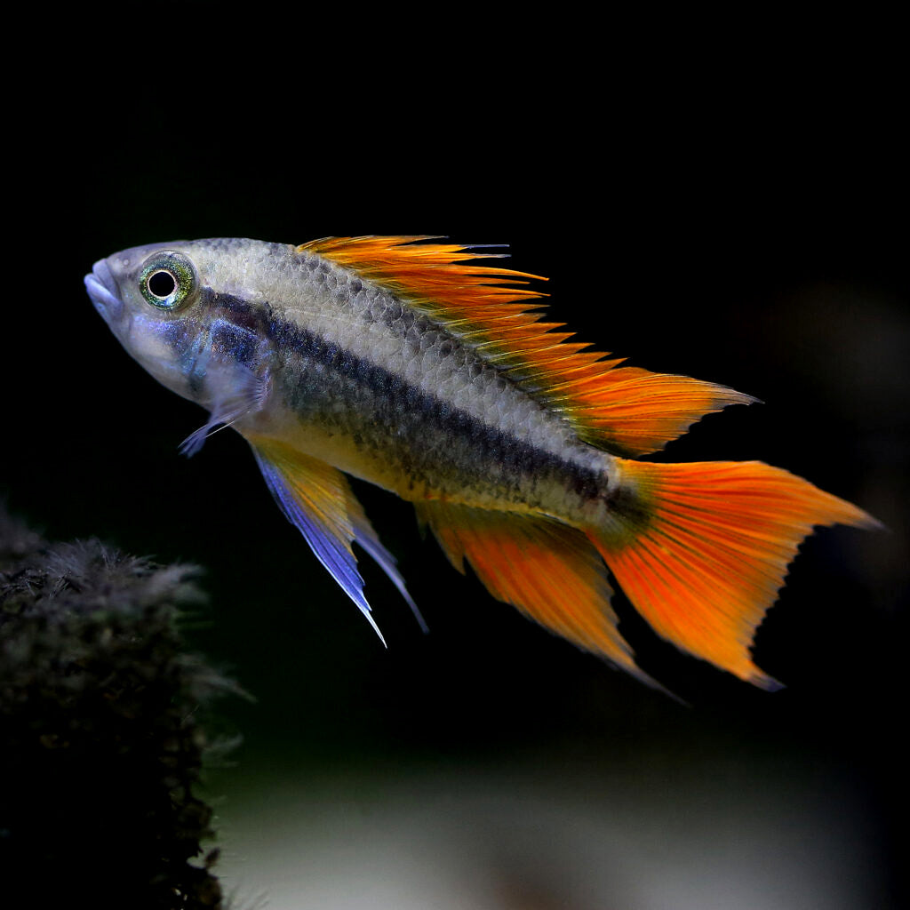 APISTOGRAMMA CACATUOIDES ORANGE