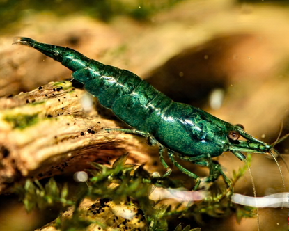 Green Sapphire
