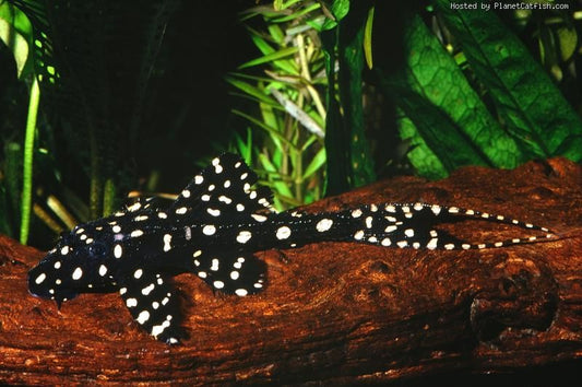 ADONIS PLECOSTOMUS