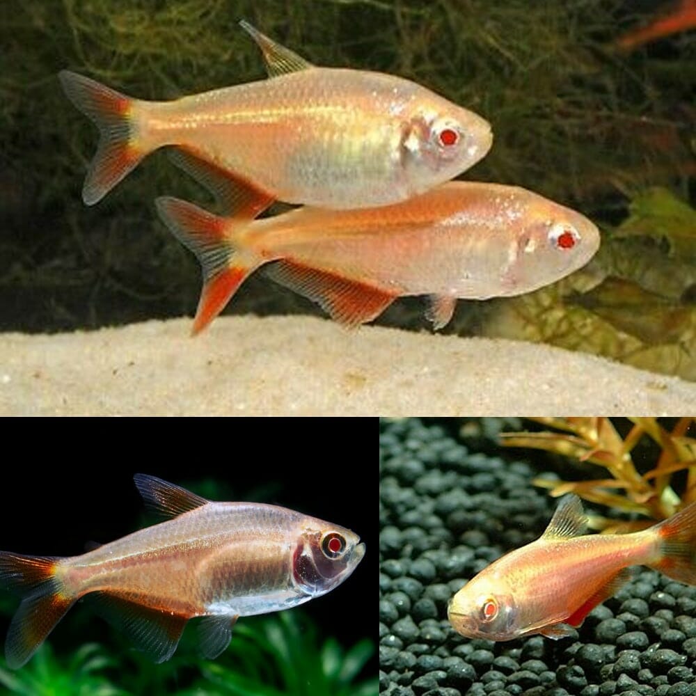 TETRA - ALBINO BUENOS AIRES