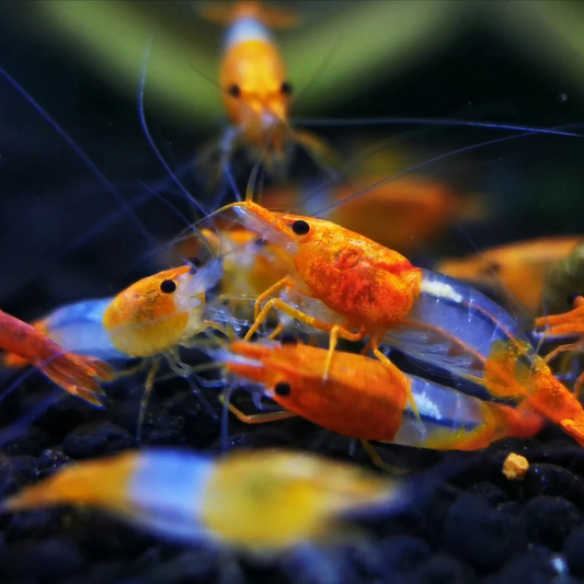 Orange Rili