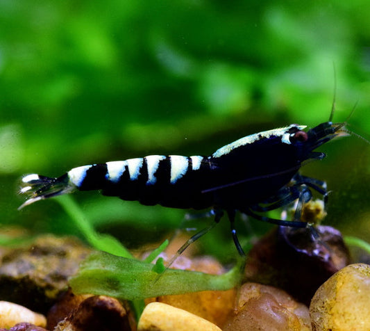 Black Pinto