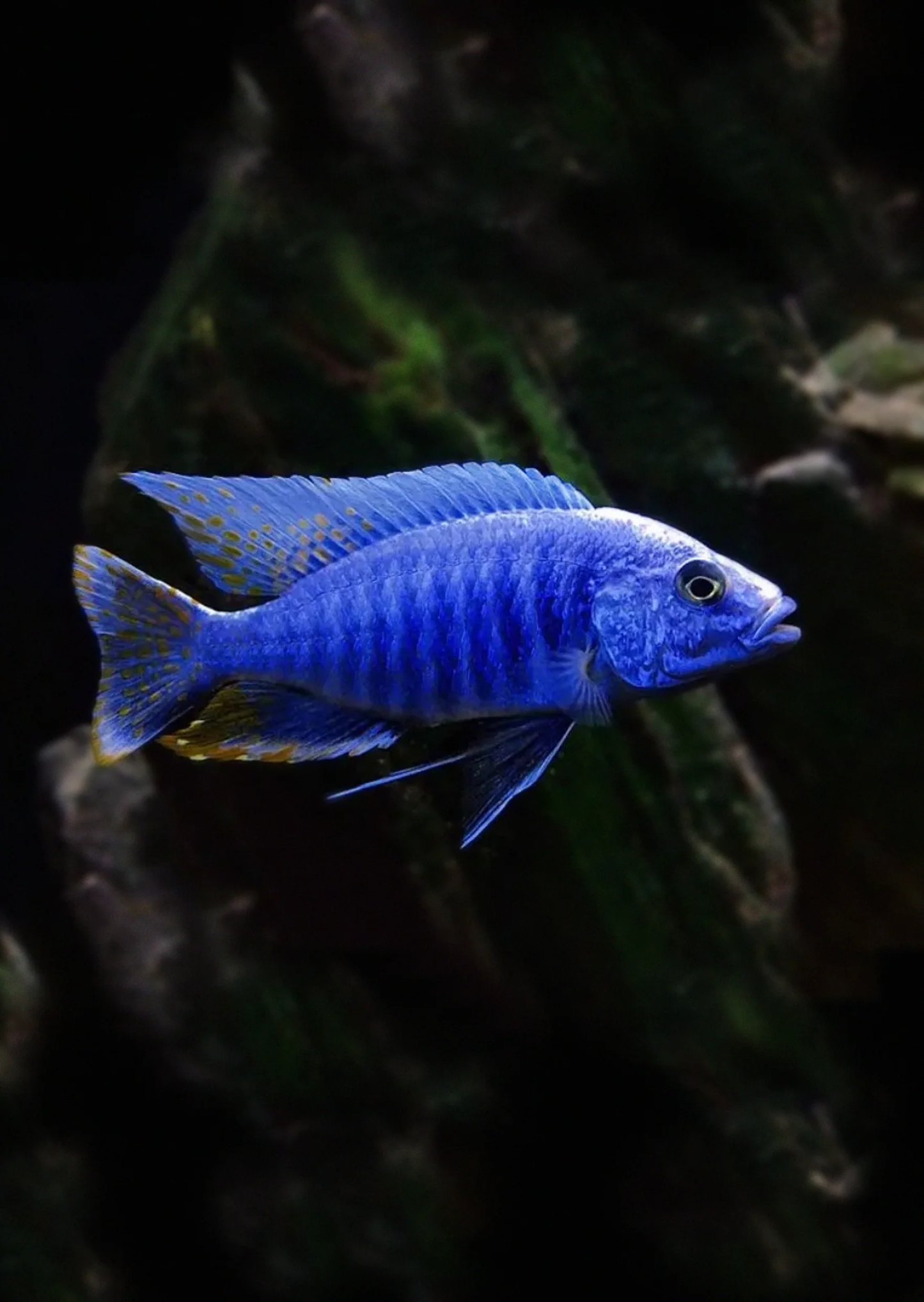 ELECTRIC BLUE HAP. AFRICAN CICHLID