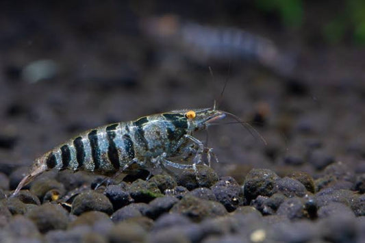 Zebra Babaulti