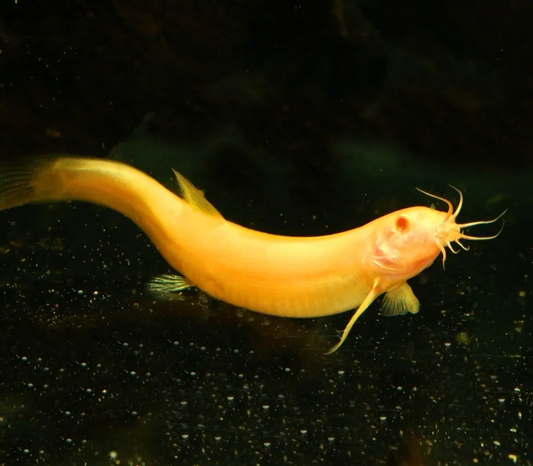 LOACH - GOLDEN KULI