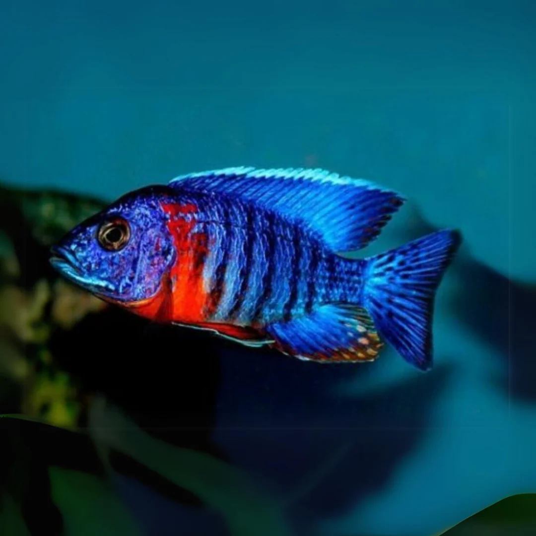 RED SHOULDER PEACOCK AFRICAN CICHLID