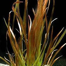 Vallisneria rubra