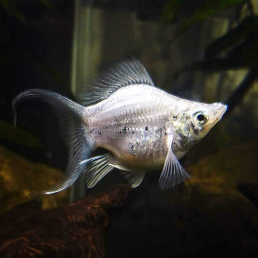 SILVER BALLOON MOLLY LYRETAIL