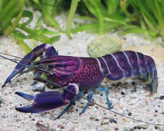 VIOLET LOBSTER