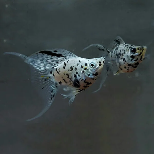 MARBLE BALLOON MOLLY LYRETAIL