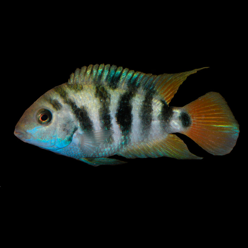 HONDURAN RED POINT