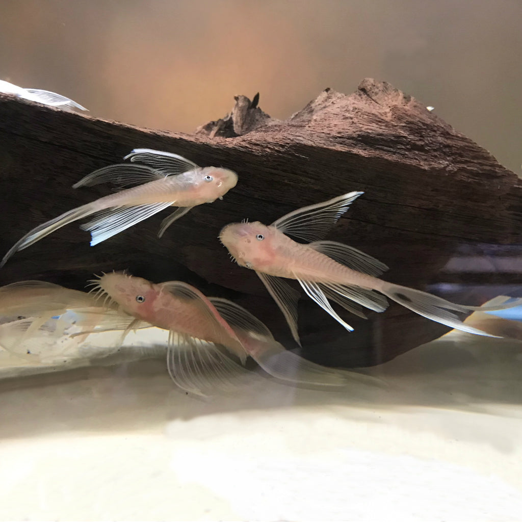 L-144 - Albino Bristlenose Long Fin Blue Eye Pleco