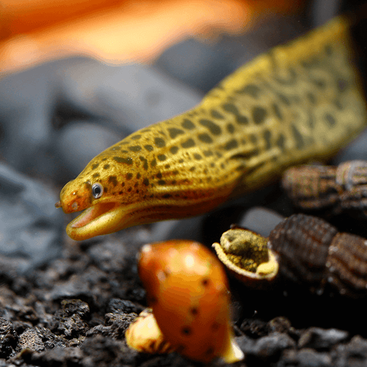 TIGER EEL