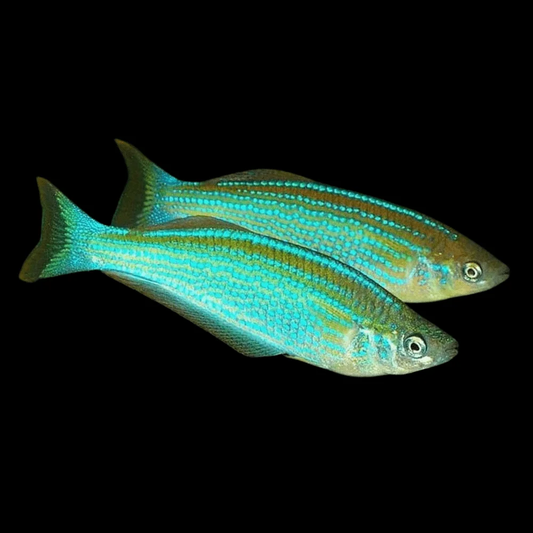 TANGANYIKA KILLIFISH