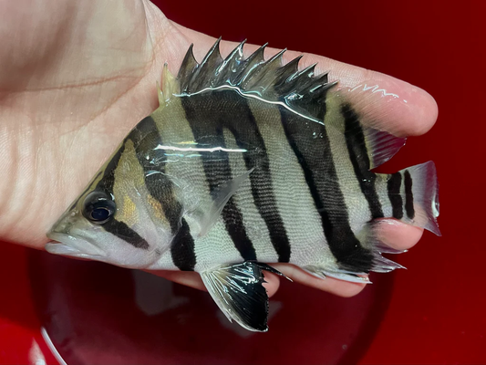 INDONESIA TIGER FISH MIXED BAR