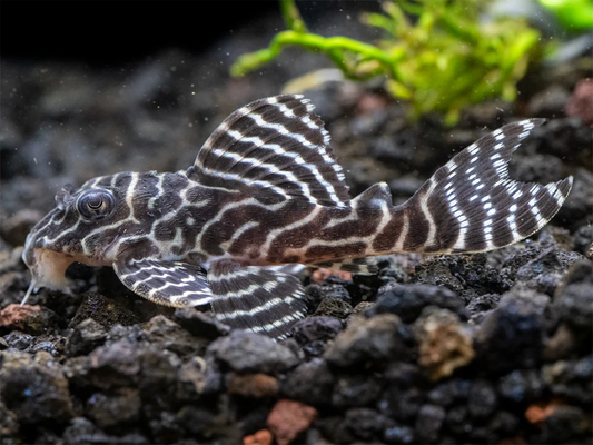 L-333 - King Tiger Pleco