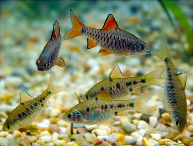 CHECKERED BARB