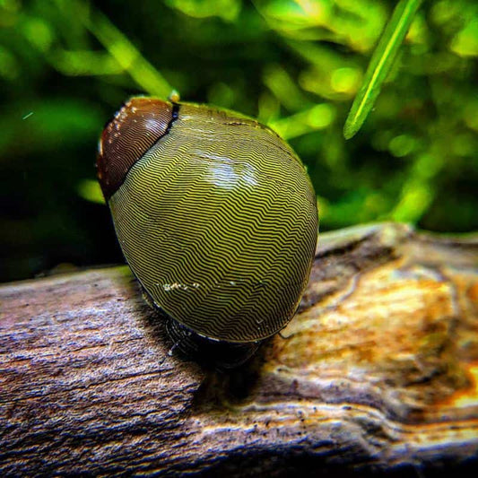 GREEN TIGER SNAIL