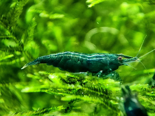 Green Jade