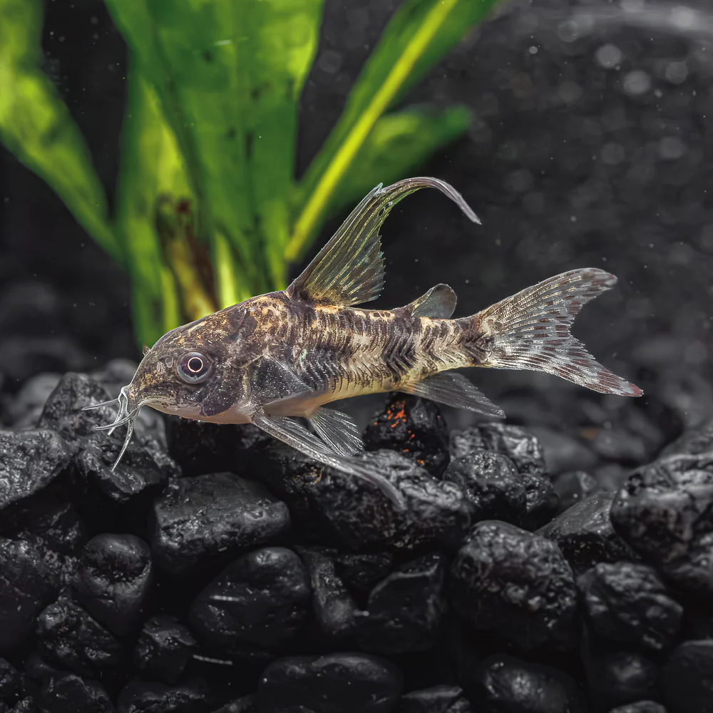 CATFISH - CORYDORAS PEPPER LONGFIN