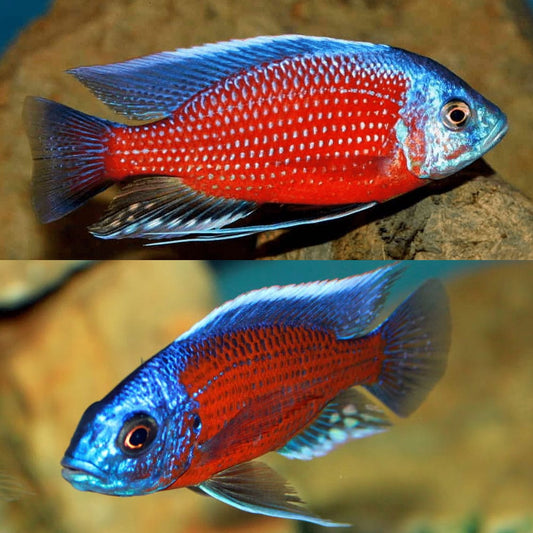 Kandango Peacock African Cichlid