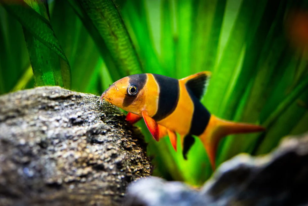 CLOWN LOACH