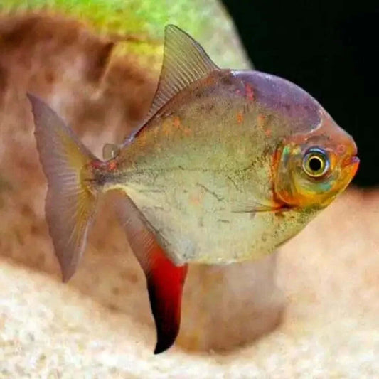 SAILFIN RED HOOK SILVER DOLLAR