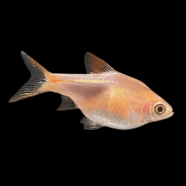 RASBORA - GOLDEN HARLEQUIN