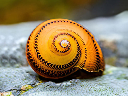 O-RING SNAIL