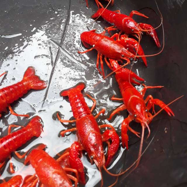 RED MARLBORO LOBSTER
