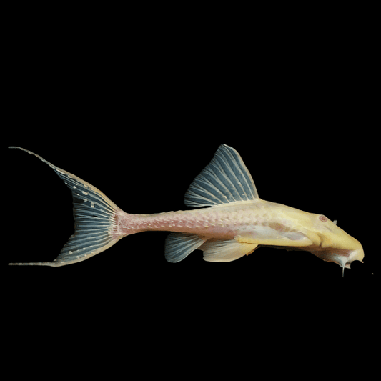 ALBINO ADONIS PLECOSTOMUS
