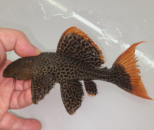 L-600 - Leopard Cactus Pleco