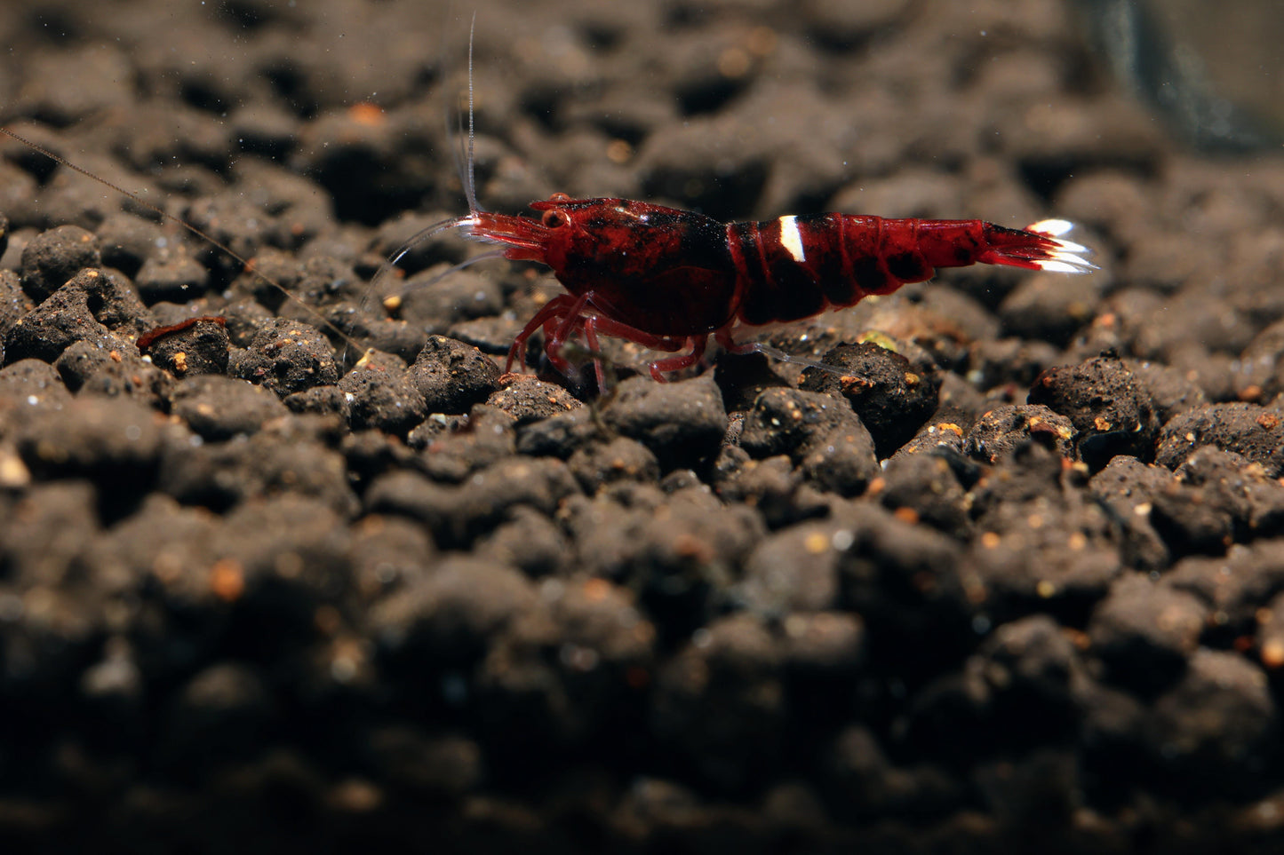 One Stripe Red King Kong