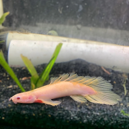 CUVIER'S BICHIR ALBINO LONGFIN