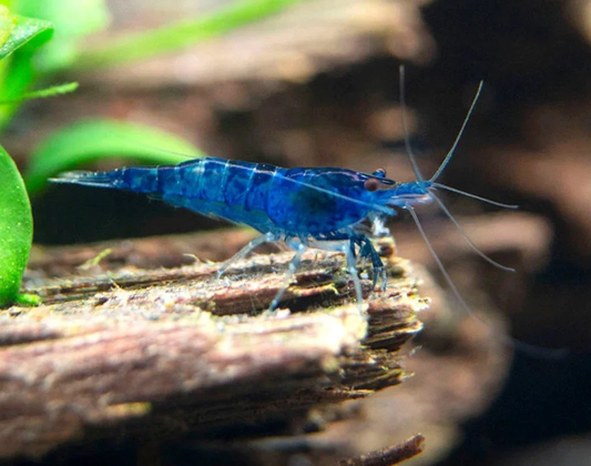 Blue Dream