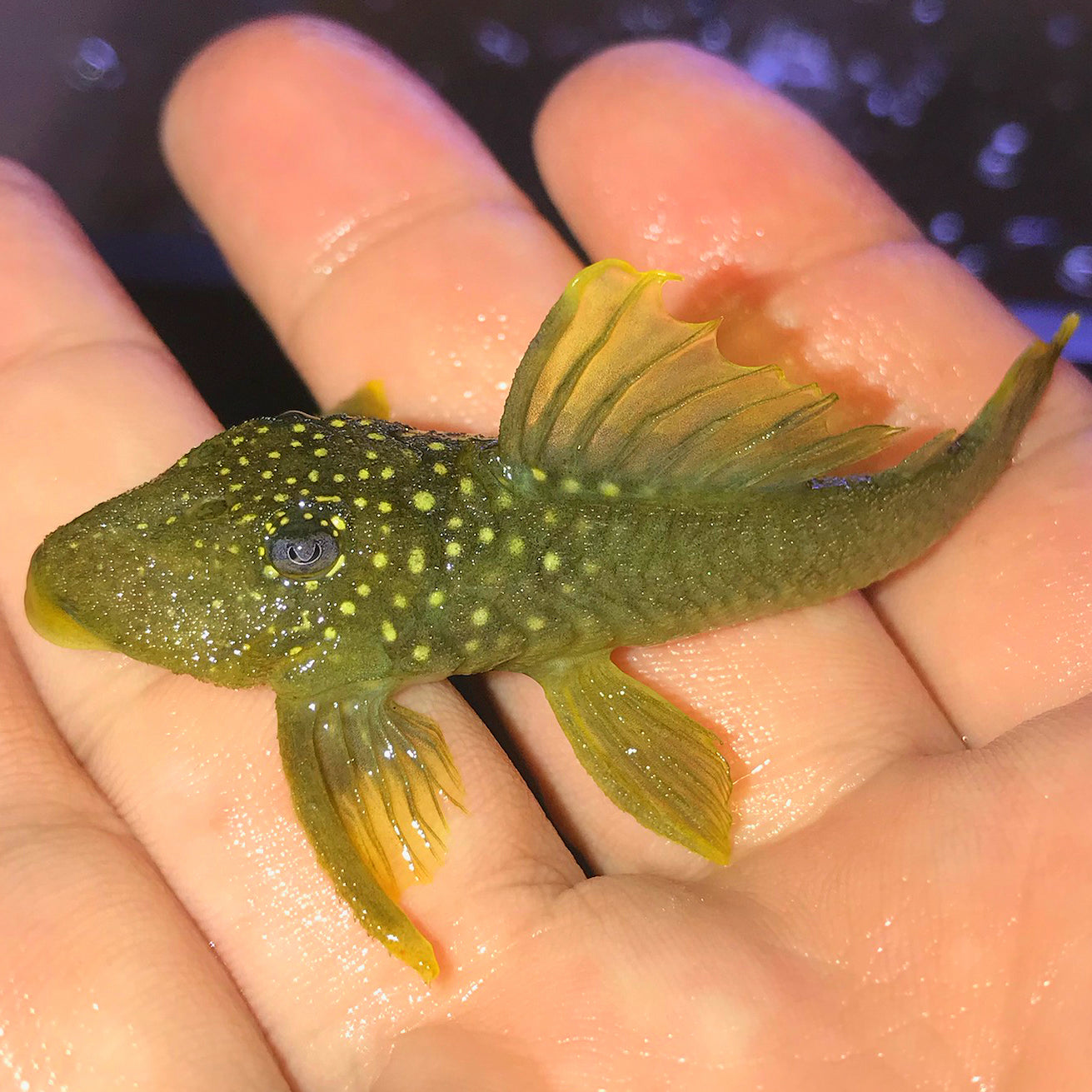 L-200 - Green Phantom Pleco