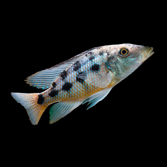 Malawi Sand Diver Hap African Cichlid