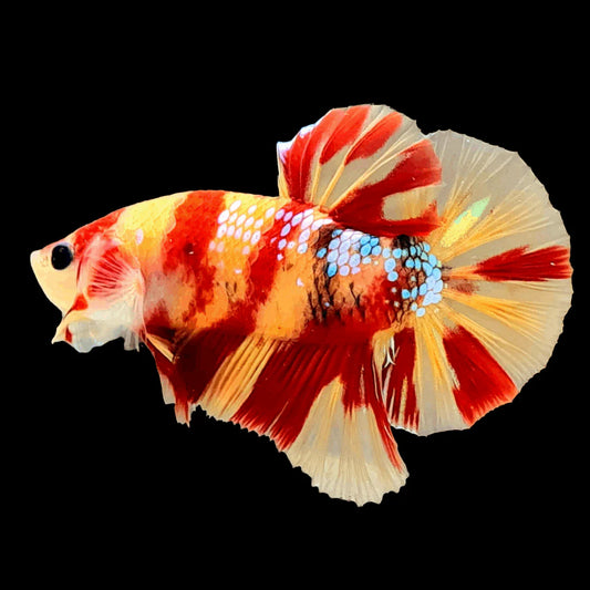 nemo koi plakat male betta