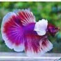 male betta halfmoon lavender dumbo ear