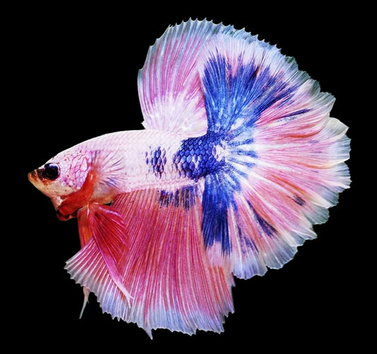 marble pink tone halfmoon male betta