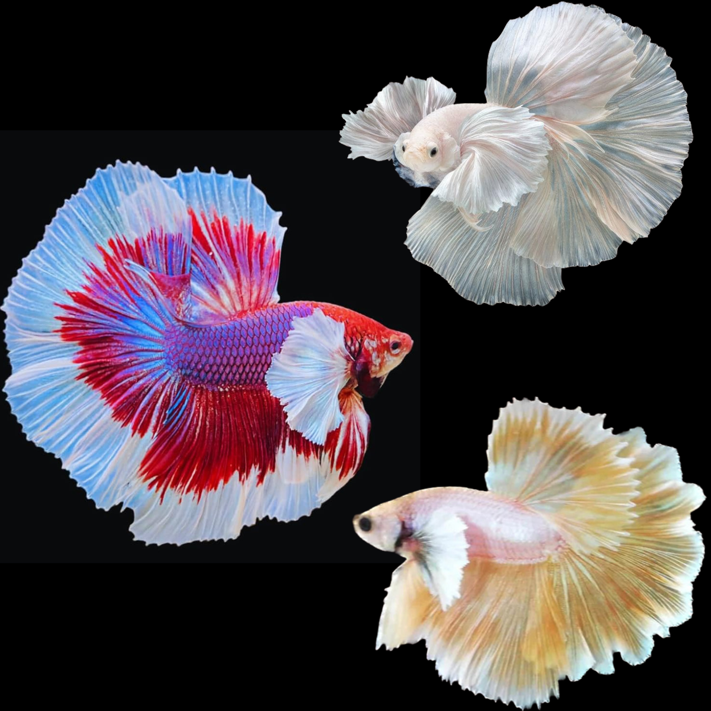 mix dumbo halfmoon male betta