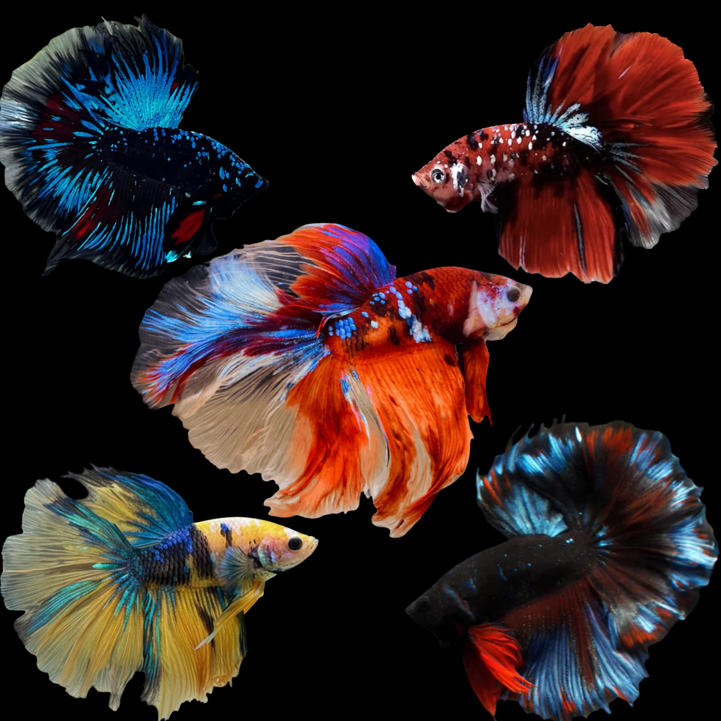 mix koi halfmoon male betta