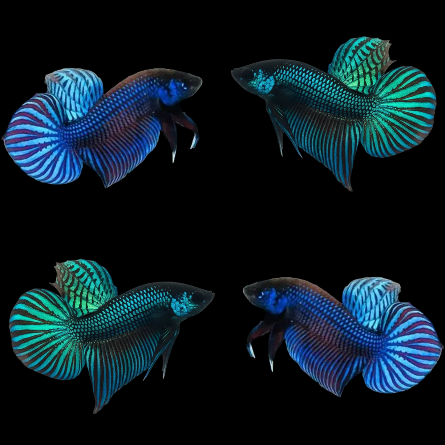 mix mahachai wild male betta