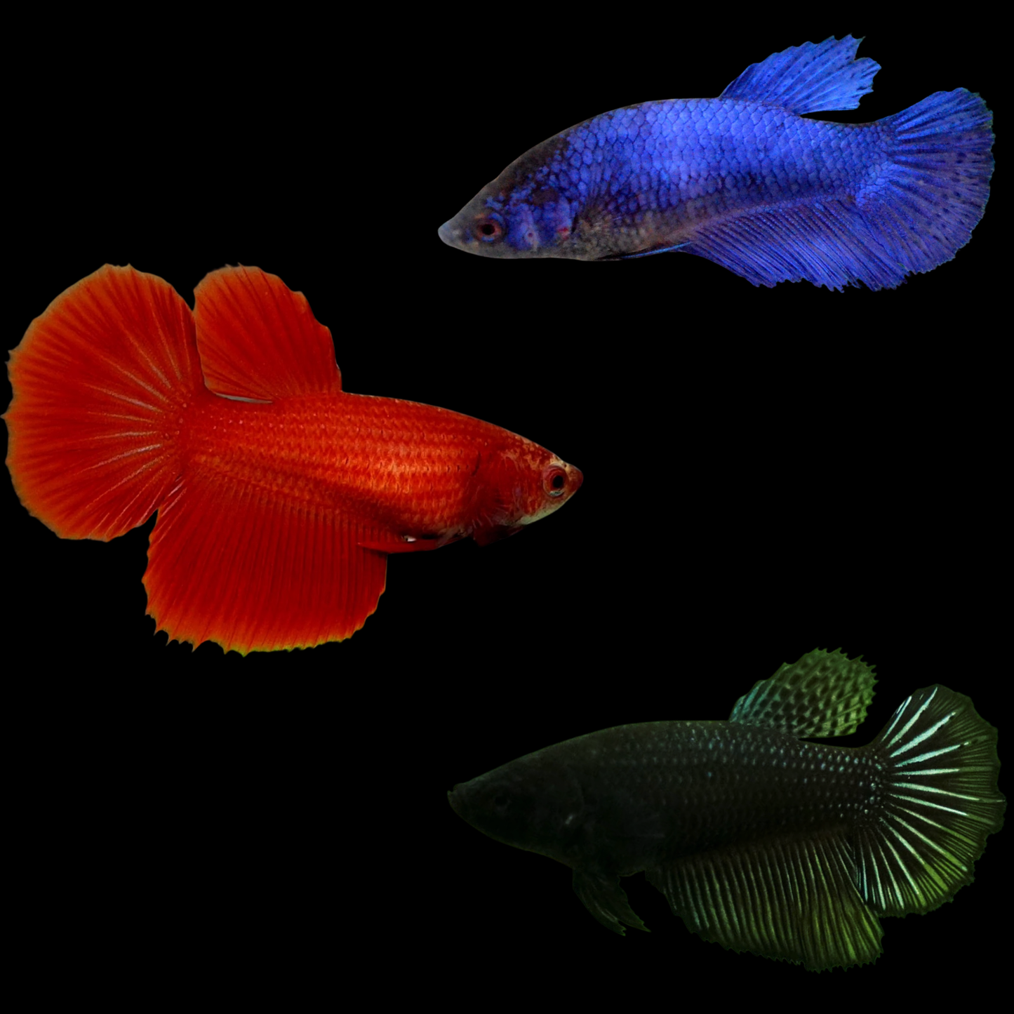 mix solid color halfmoon female